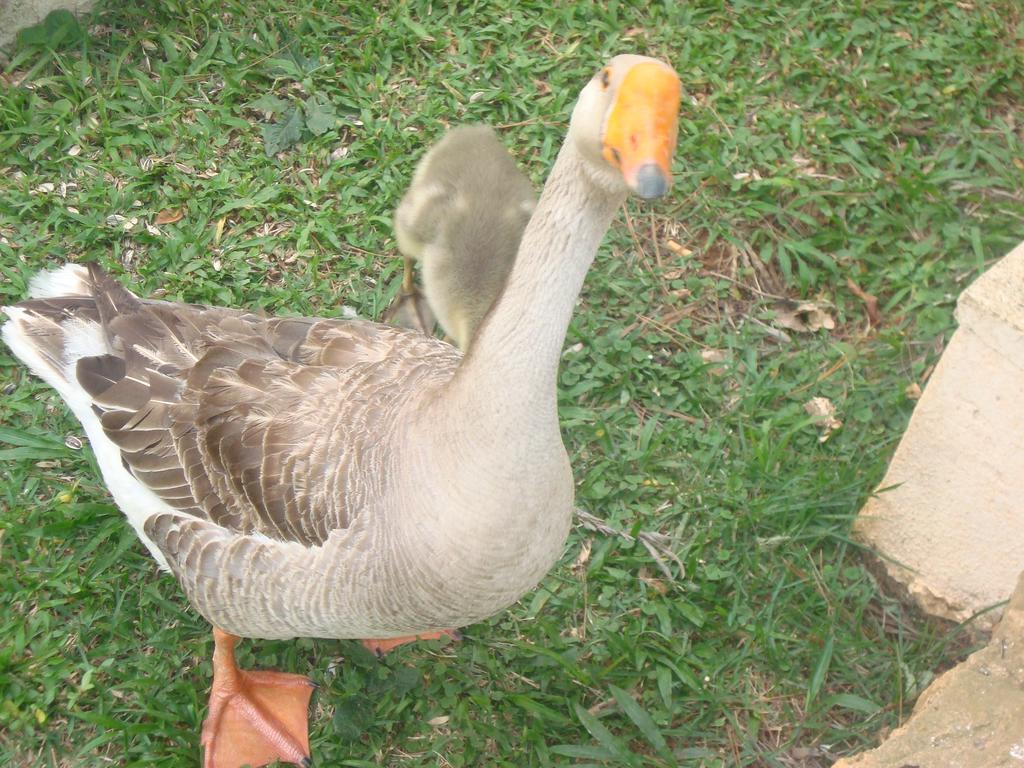 Hotel Fazenda Floresta Do Lago Сокорру Екстер'єр фото