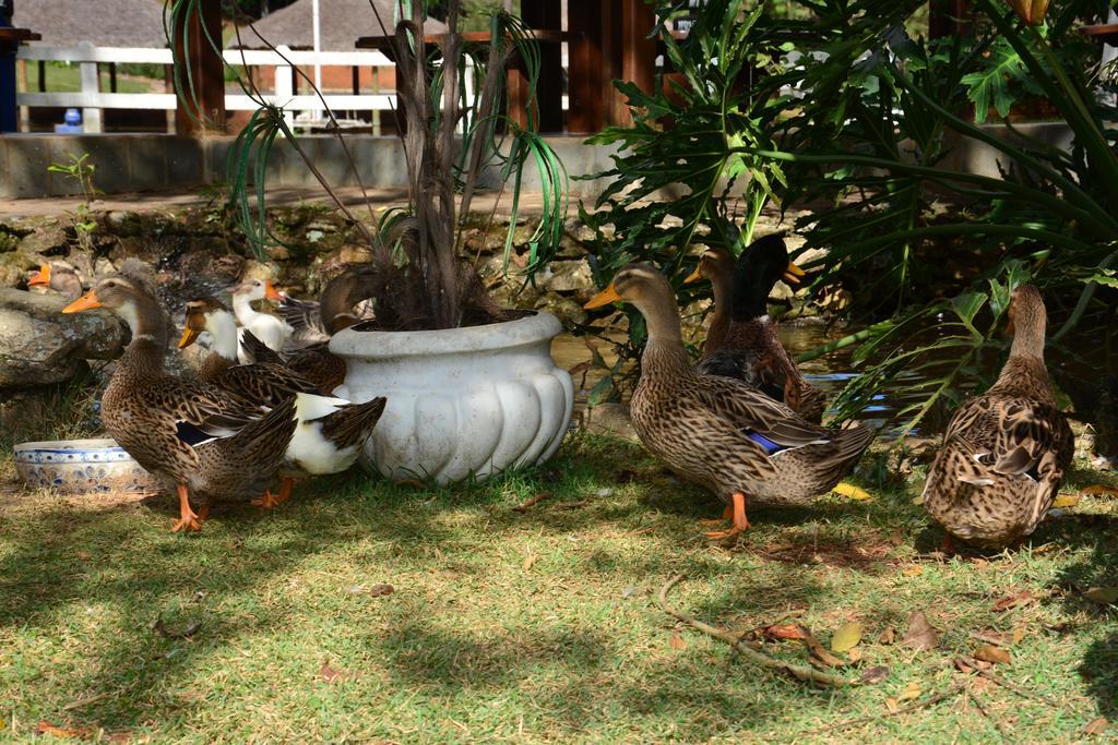Hotel Fazenda Floresta Do Lago Сокорру Екстер'єр фото
